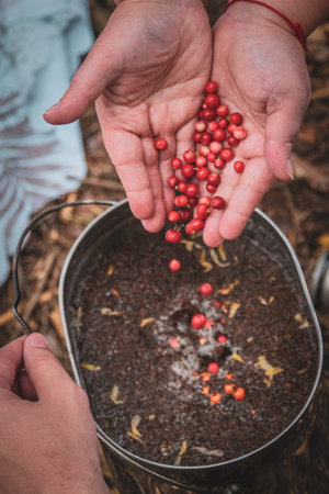 Field forge, the process of making tea on a campfire. Womens hands add red berries to the drink.