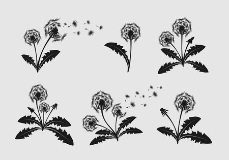 Set of hand drawn dandelion flowers silhouettesのイラスト素材