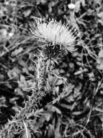 thistleの写真素材