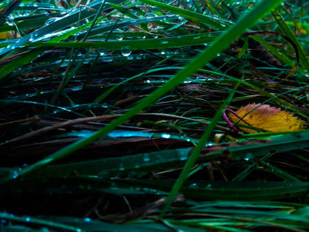 water drops on grassの写真素材