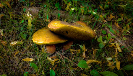 mushroom in the grassの写真素材