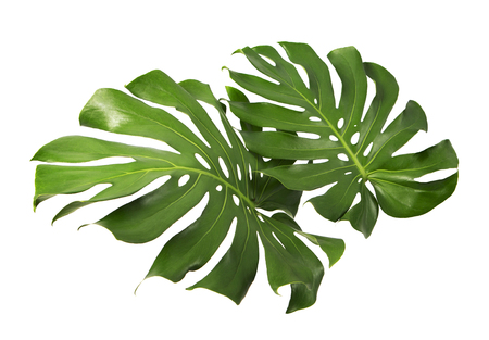 Monstera deliciosa leaf or Swiss cheese plant, isolated on white background, with clipping pathの写真素材