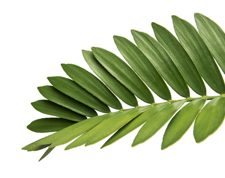Cardboard palm or Zamia furfuracea or Mexican cycad leaf  isolated on white background, with clipping pathの写真素材