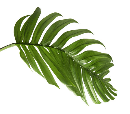 Exotic Hybrid Philodendron leaf, Green leaves of Philodendron isolated on white background, with clipping pathの写真素材