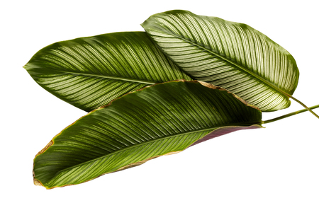 Calathea ornata (Pin-stripe Calathea) leaves, tropical foliage isolated on white  background, with clipping pathの写真素材