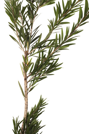 Green leaves and branch of bottle brush tree isolated on white background, with clipping pathの写真素材