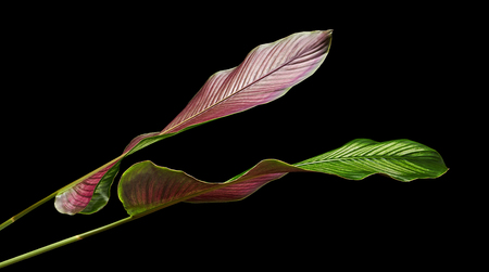 Calathea ornata (Pin-stripe Calathea) leaves, Tropical foliage isolated on black background, with...