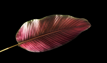 Calathea ornata (Pin-stripe Calathea) leaves, Tropical foliage isolated on black background, with clipping pathの写真素材