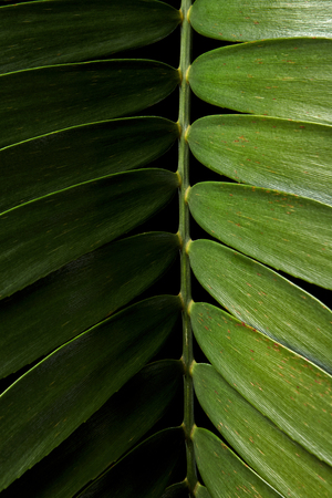 Cardboard palm or Zamia furfuracea or Mexican cycad leaf, Tropical foliage isolated on black background, with clipping pathの写真素材