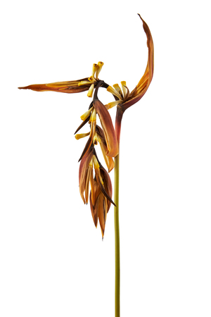 Dry Heliconia psittacorum (Golden Torch) flowers, Tropical flowers dried isolated on white background, with clipping pathの写真素材