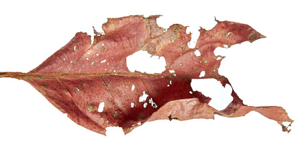 Close up of autumn dried leaf, Sear red foliage, Macro view on texture wilted autumn leaves isolated on white backgroundの写真素材