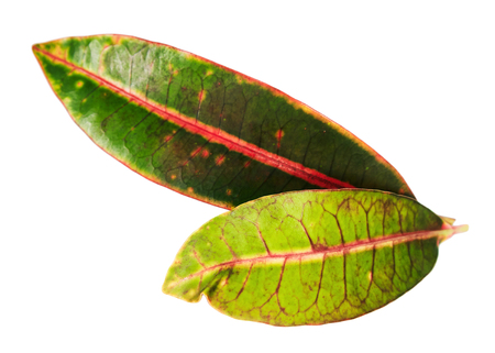 Codiaeum variegatum (garden croton or variegated croton) foliage, Close up of croton leaves isolated on white background with clipping pathの写真素材