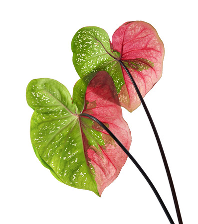 Caladium bicolor leaf or Queen of the Leafy Plants, Bicolor foliage isolated on white backgroundの写真素材