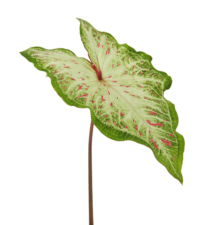 Caladium bicolor with white leaf and green veins (Gingerland caladium), Caladium foliage isolated on white background, with clipping pathの写真素材