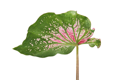Caladium bicolor with pink leaf and green veins (Florida Sweetheart), Pink Caladium foliage isolated on white background, with clipping pathの写真素材