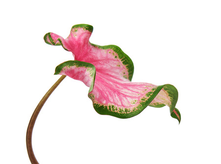 Caladium bicolor with pink leaf and green veins (Florida Sweetheart), Pink Caladium foliage isolated on white background, with clipping pathの写真素材