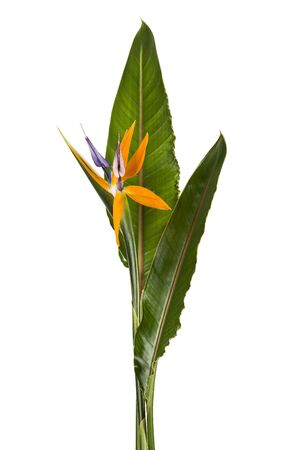 Strelitzia reginae flower with leaves, Bird of paradise flower, Tropical flower isolated on white backgroundの写真素材