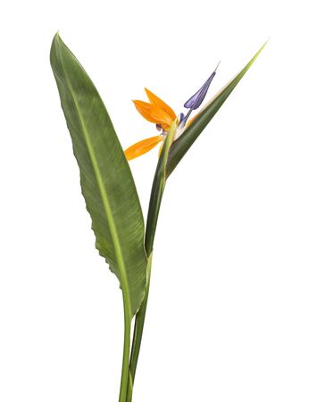 Strelitzia reginae flower with leaves, Bird of paradise flower, Tropical flower isolated on white backgroundの写真素材