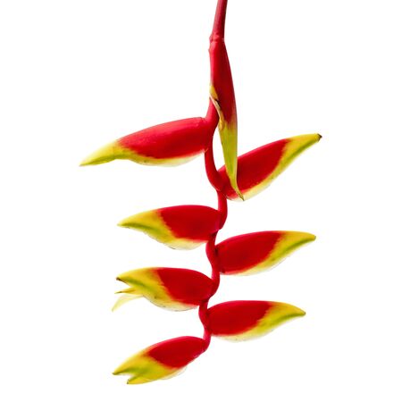 Heliconia rostrata flower, Tropical flowers isolated on white backgroundの写真素材