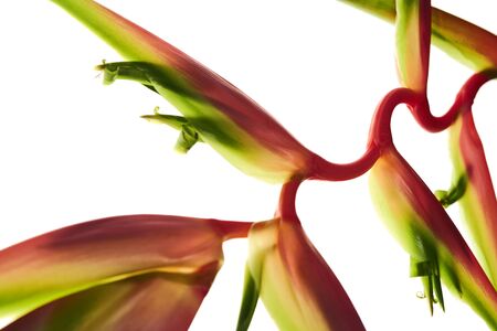 Heliconia chartacea flower, Tropical flowers isolated on white backgroundの写真素材