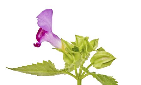 Wishbone flower with leaves, Purple torenia flower isolated on white backgroundの写真素材
