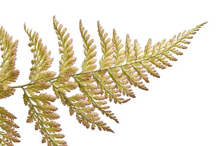 Fern leaf, Ornamental foliage, Exotic fern isolated on white backgroundの写真素材