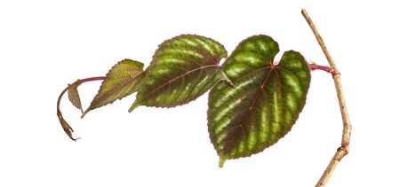 Rex begonia vine leaves, Exotic colorful leaf isolated on white backgroundの写真素材