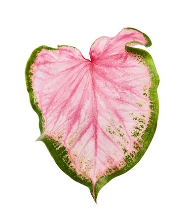 Caladium bicolor with pink leaf and green veins (Florida Sweetheart), Pink Caladium foliage isolated on white backgroundの写真素材