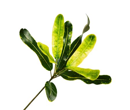 Codiaeum variegatum (garden croton or variegated croton) foliage, Croton leaves on branch isolated...