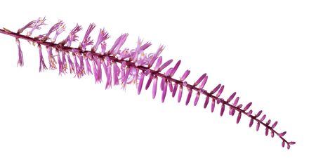 Inflorescence of Variegated cordyline fruticosa, Ti plant flowers, Exotic pink flowers, isolated on white background with clipping pathの写真素材