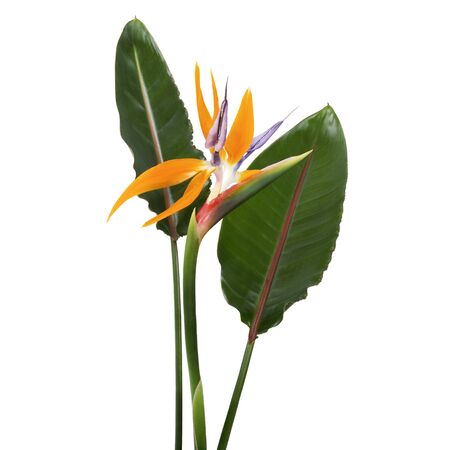 Strelitzia reginae flower with leaves, Bird of paradise flower, Tropical flower isolated on white background, with clipping pathの写真素材