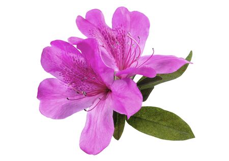 Azaleas flowers with leaves, isolated on white background withの写真素材