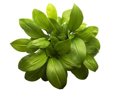 Eucrosia bicolor leaves, Green shrubs isolated on white background