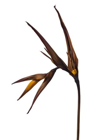 Dry Heliconia psittacorum (Golden Torch) flowers, Tropical flowers dried isolated on white backgroundの写真素材
