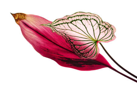 Caladium bicolor and Ti plant, Pink foliage isolated on white background,の写真素材