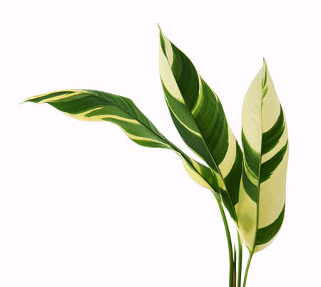 Heliconia variegated foliage, Exotic tropical leaf isolated on white background,の写真素材