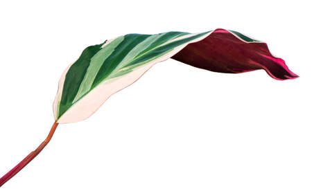 Stromanthe triostar leaf, Tropical foliage isolated on white background, with clipping path