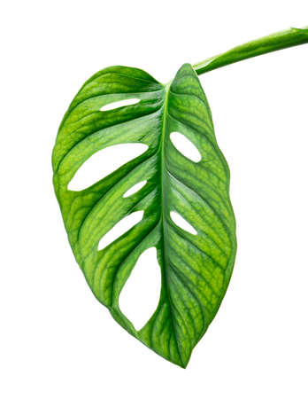 Monstera obliqua leaves, Tropical foliage  isolated on white background, with clipping pathの写真素材