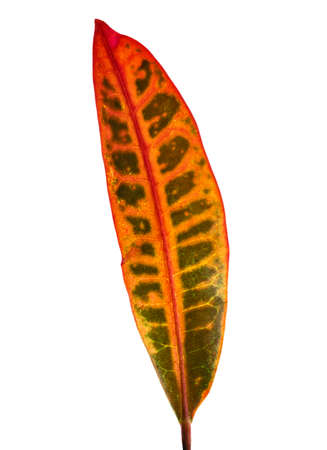Codiaeum variegatum (garden croton or variegated croton) foliage, Close up of croton leaves isolated on white background with clipping pathの写真素材