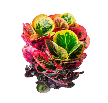 Codiaeum variegatum foliage, Croton leaves on branch isolated on white background