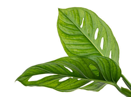 Monstera obliqua leaves, Tropical foliage  isolated on white background