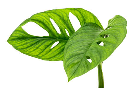 Monstera obliqua leaves, Tropical foliage  isolated on white background