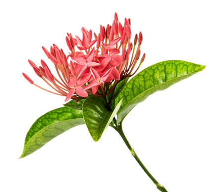 Ixora coccinea flower, Pink ixora with leaves isolated on white backgroundの写真素材