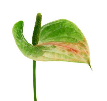 Flamingo flower, Anthurium sweet dream flower isolated on white background, with clipping pathの写真素材