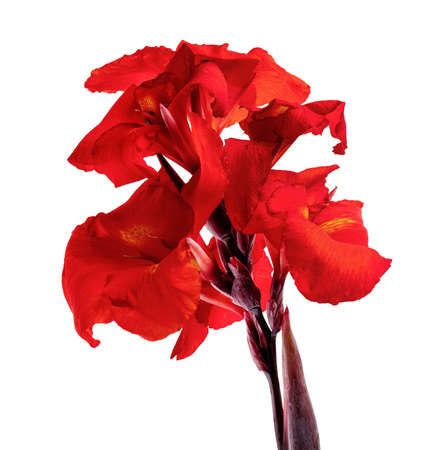 Canna flower, Red canna lily with leaf, Tropical flowers isolated on white background, with clipping pathの写真素材