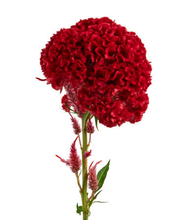 Celosia cristata flower, Red cockscomb flower with leaves isolated on white background, with...
