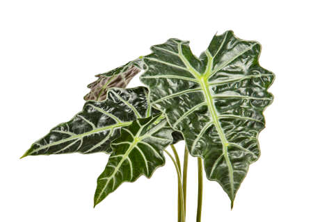 Alocasia sanderiana leaves, Kris plant, Exotic tropical leaf, isolated on white background with clipping pathの写真素材