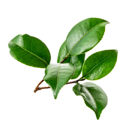 Green leaves, Small green foliage on twig  isolated on white background with clipping pathの写真素材