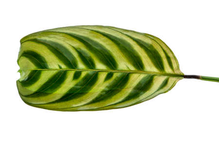 Ctenanthe burle-marxii leaves,Fishbone prayer plant isolated on white backgroundの写真素材