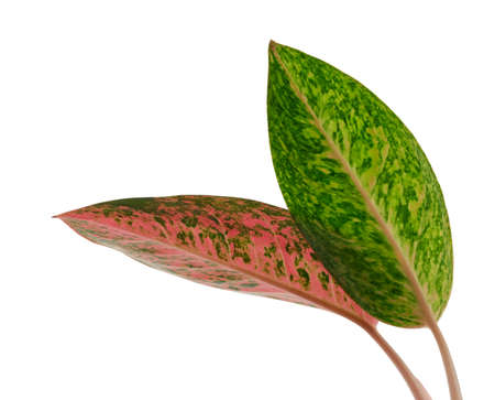 Aglaonema foliage, Pink aglaonema leaves, Exotic tropical leaf, isolated on white backgroundの写真素材